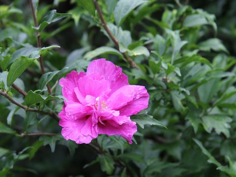 Hibiscus syriacus