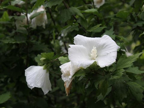 Hibiscus syriacus