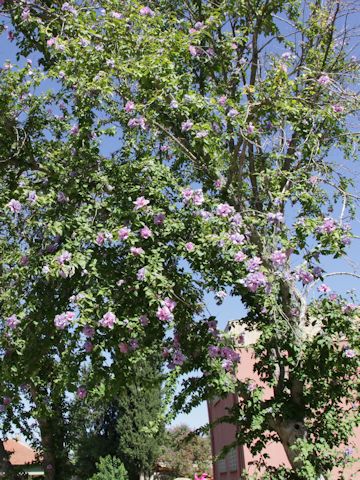 Hibiscus syriacus