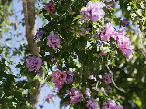 Hibiscus syriacus