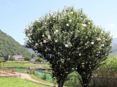 Hibiscus syriacus