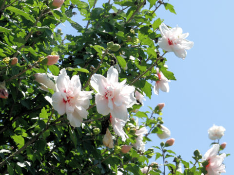 Hibiscus syriacus