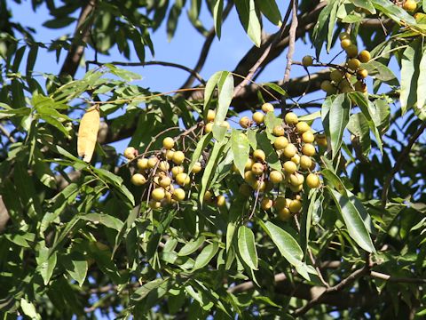 Sapindus mukorossi