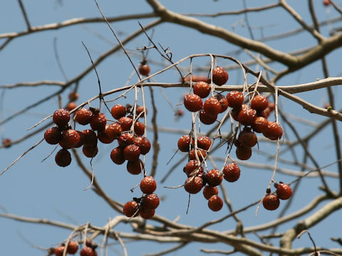 Sapindus mukorossi