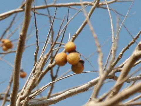 Sapindus mukorossi
