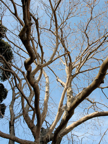 Sapindus mukorossi