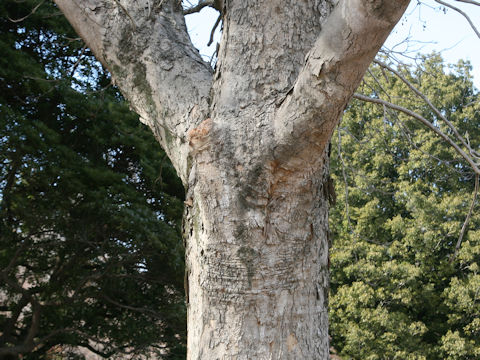 Sapindus mukorossi
