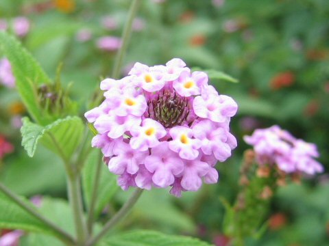 Lantana lilacina