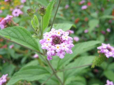 Lantana lilacina