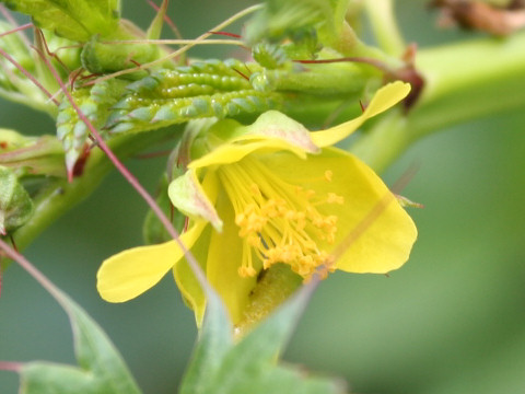 Corchorus olitorius