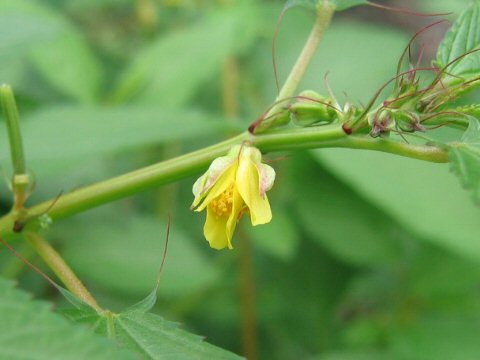 Corchorus olitorius