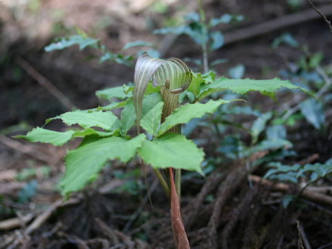 Arisaema kishidae