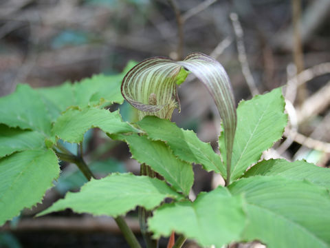 Arisaema kishidae