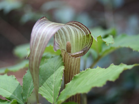 Arisaema kishidae