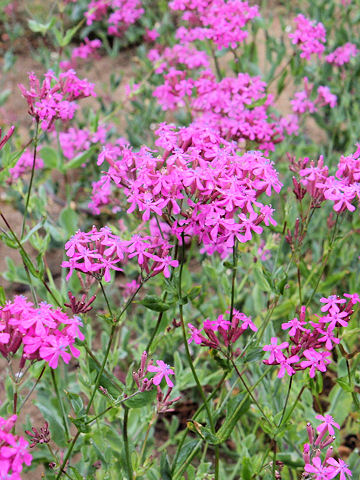 Silene armeria