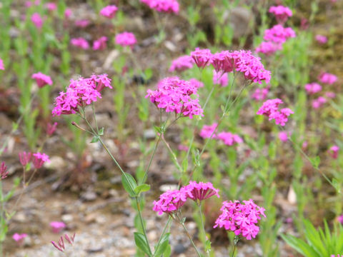 Silene armeria