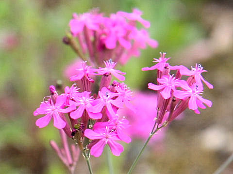 Silene armeria