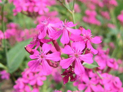 Silene armeria