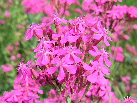 Silene armeria