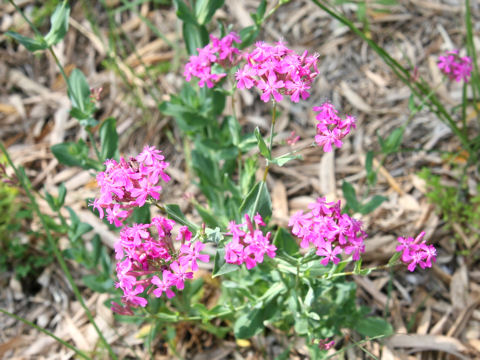 Silene armeria