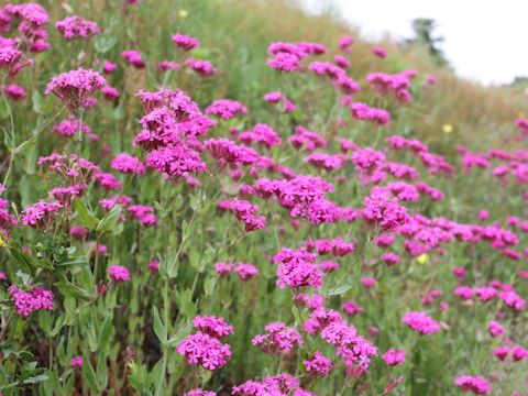 Silene armeria