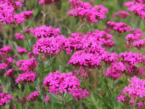 Silene armeria