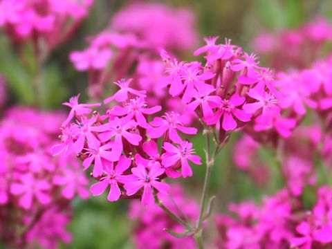 Silene armeria