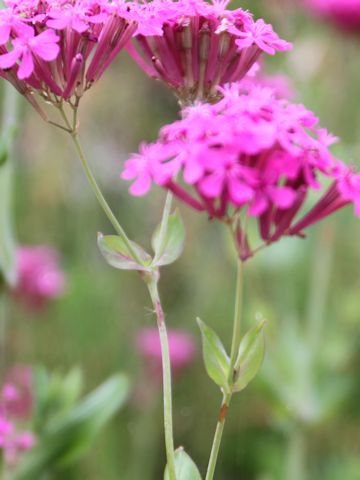 Silene armeria