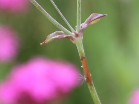 Silene armeria