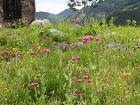 Silene armeria