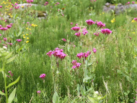 Silene armeria