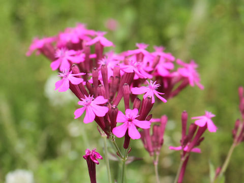 Silene armeria