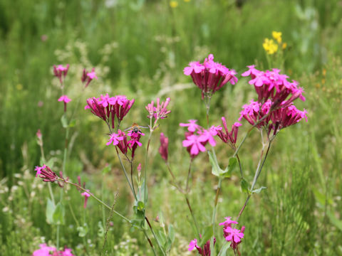 Silene armeria