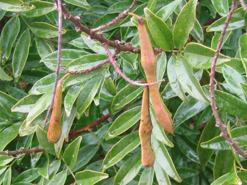 Millettia reticulata