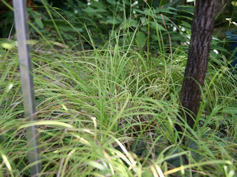 Carex hattoriana