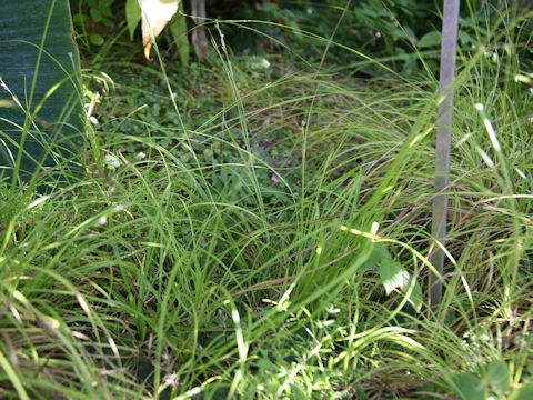 Carex hattoriana