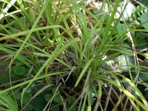 Carex hattoriana