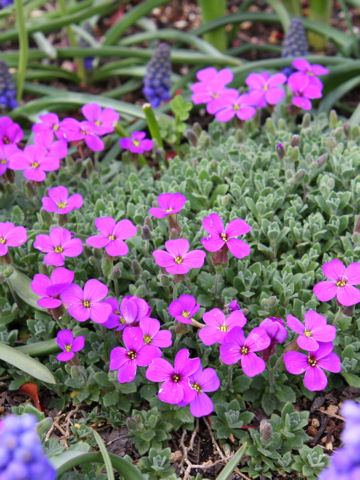 Aubrieta deltoidea