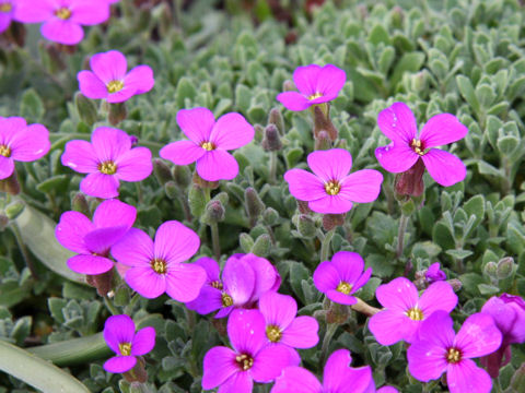 Aubrieta deltoidea