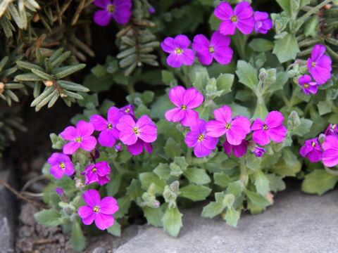 Aubrieta deltoidea