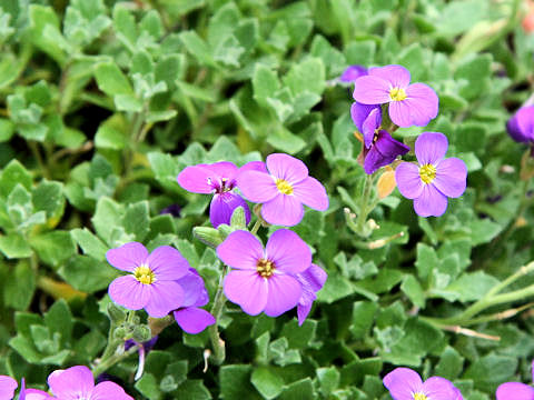 Aubrieta deltoidea