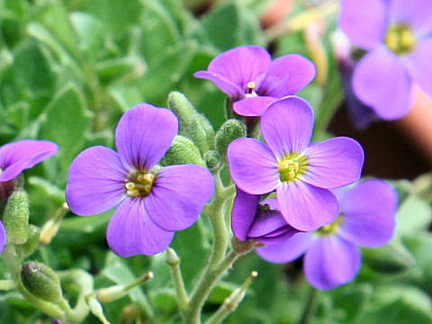 Aubrieta deltoidea