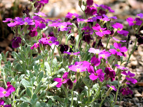 Aubrieta deltoidea