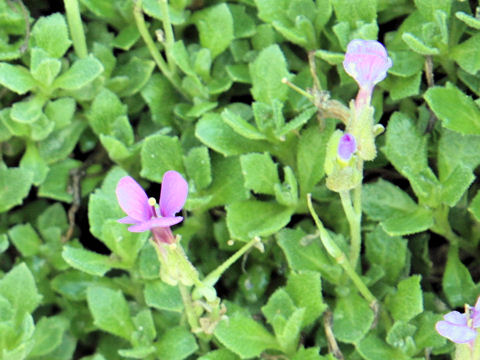 Aubrieta deltoidea