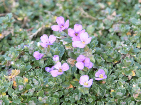 Aubrieta deltoidea