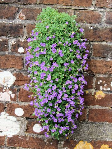 Aubrieta deltoidea