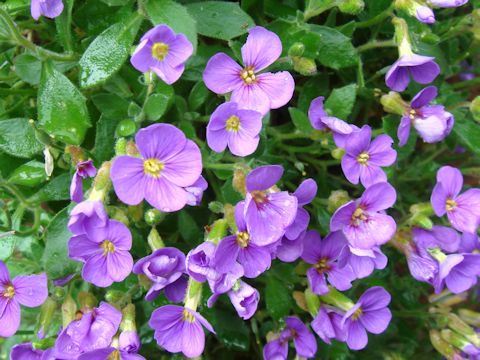 Aubrieta deltoidea