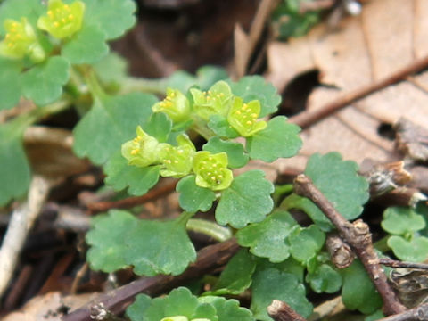 Chrysosplenium maximowiczii