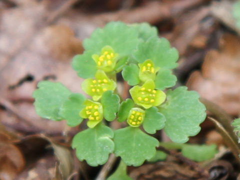 Chrysosplenium maximowiczii