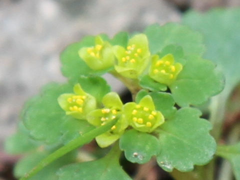 Chrysosplenium maximowiczii